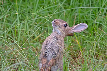 Grass fed bunny