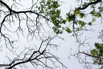 Looking up in Forest - Tree branches nature