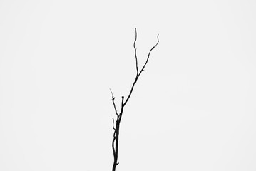 Fototapeta premium Bare tree branches on a pale grey background