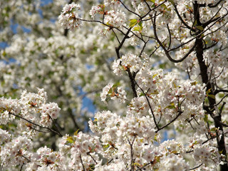 Obraz premium 春・満開の桜