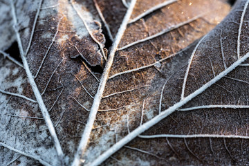 Reif auf einem Laubblatt