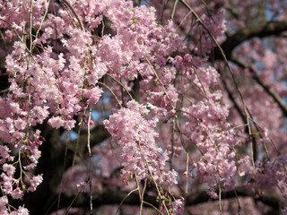 春・満開の桜