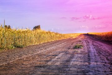 grain in hand with a ladybug on the road