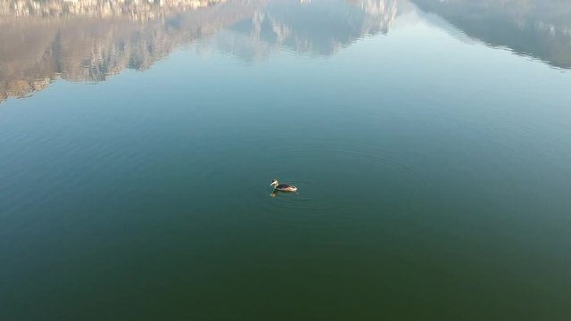 Gerbe in a lake