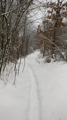 Зимняя тропика в лесу.