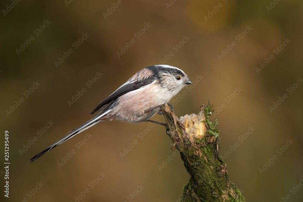 Poster a profile portrait of a long tailed tit aegithalos caudatus perched on an upright branch of a tree