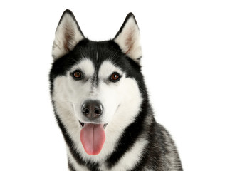 Adorable husky dog on white background
