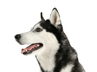 Adorable husky dog on white background