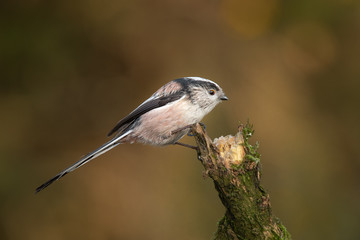 A profile portrait of a long tailed tit Aegithalos caudatus perched on an upright  branch of a tree