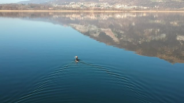 Gerbe in a lake