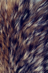 Texture of fur - fox - high resolution. Natural animal fur texture as background.