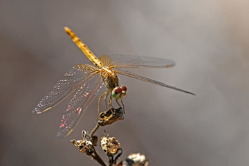 yellow dragonfly