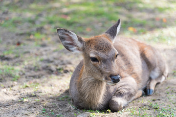 Deer at Nara, Japan 