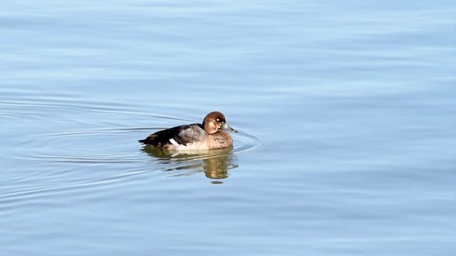 HD video of common goldeneye male and female ducks swimming. An aggressive and territorial duck found in the lakes and rivers of boreal forests across Canada and the northern U.S.