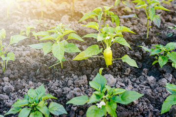 Sweet pepper growing in the greenhouse. Closeup view of young paprika sprouts in the soil.