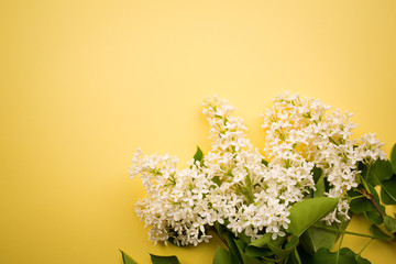 branch of white lilac on a yellow background. minimalism