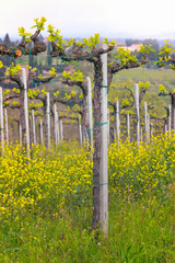 vineyards in the hills of Tuscany