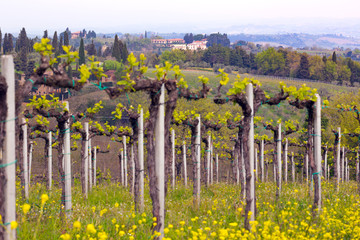 Fototapeta na wymiar vineyards in the hills of Tuscany