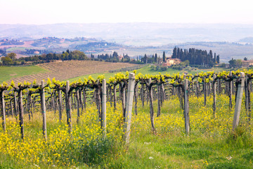 vineyards in the hills of Tuscany