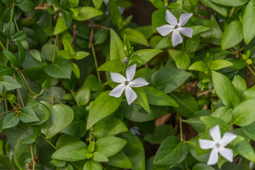 Obraz na płótnie Canvas Tiny White Wildflowers on a Background of Green Leaves
