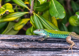 Turquoise and Green Lizard on a Wooden Rail Closeup