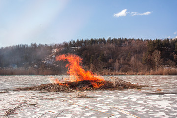 Reed on fire.Natural disaster.A close up of the flame of brushfire