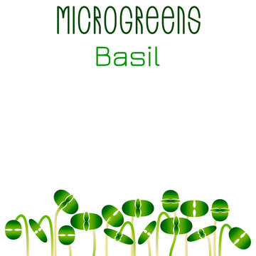 Microgreens Basil. Seed packaging design. Sprouting seeds of a plant