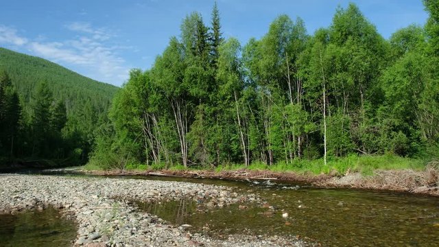 Forest  on the bank of river Koyard in  Siberia