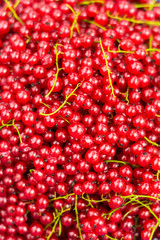 Background of red currants, harvest of berries, agriculture and healthy eating concept