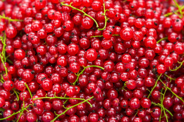 Background of red currants, harvest of berries, agriculture and healthy eating concept