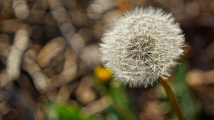 dandelion blow flower seeds macro