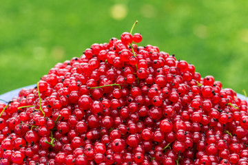 Gathered red  currants in the white bowl, harvest of the berries, agriculture concept