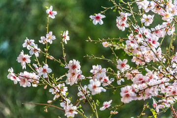 Fruit Tree Blossoms in Early Spring in Southern Italy