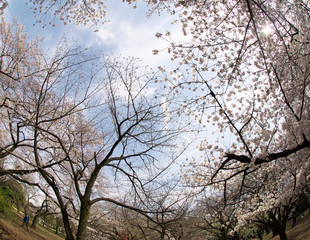 春・満開の桜木