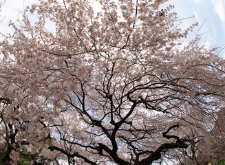 春・満開の桜木