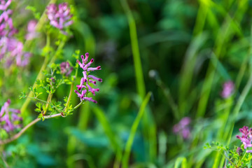 Tiny Purple Wildflowers on a Sunny Day in Italy