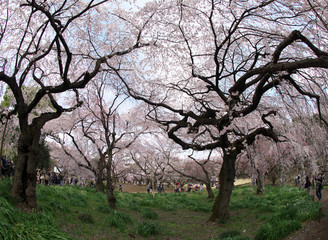 春・満開の桜木