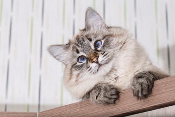 Fluffy cat lies on a wooden table