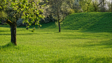 Naklejka premium orchard and meadow in summertime