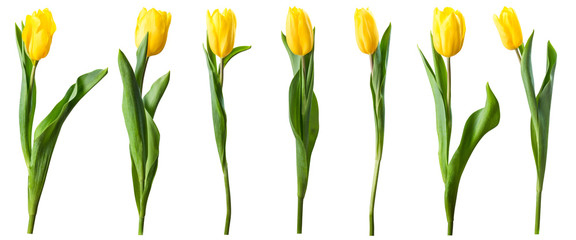 Yellow tulip flowers isolated on white - obrazy, fototapety, plakaty