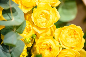 rose flowers for calendar and postcard