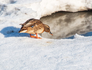 wild ducks in the snow