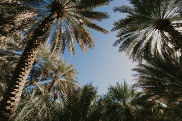 Palm trees against blue sky- Image