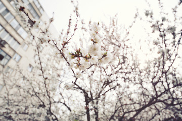 spring flowering apricot close-up. The concept of the awakening of nature, April, may.