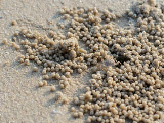 A small wind crab is located at the hole of its shelter on the beach.