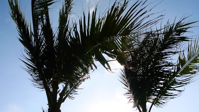 Silhouette of palm tree move by wind with blue sky, Handheld shot