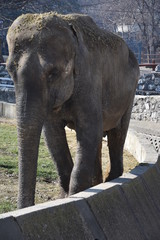 Fototapeta premium Large elephant in the wilderness of Africa - Image