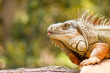 Green Iguana