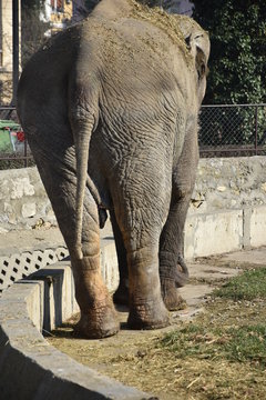 Large elephant in the wilderness of Africa - Image