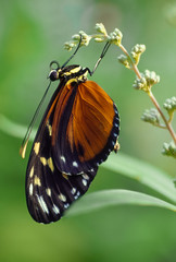 Golden Helicon at Rest